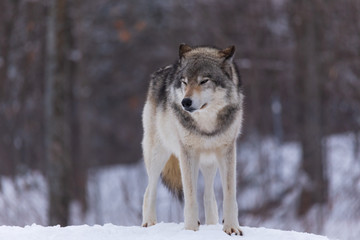 Obraz premium A lone timber wolf in winter
