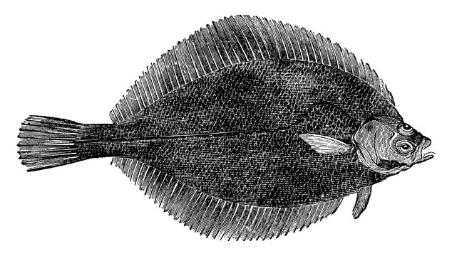 Common Dab, vintage illustration.