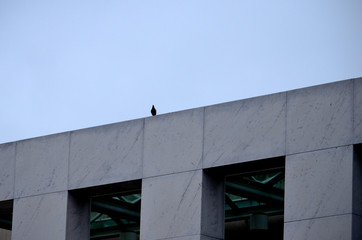 Fototapeta na wymiar bird on the edge of building