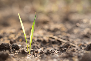 Grass growing in soil and copy space