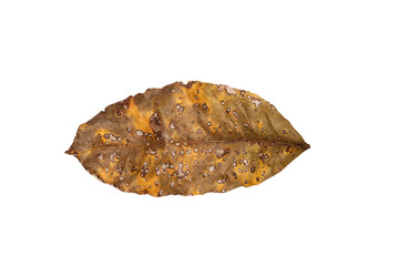 Dry leaf in isolated with clipping path,Brown color