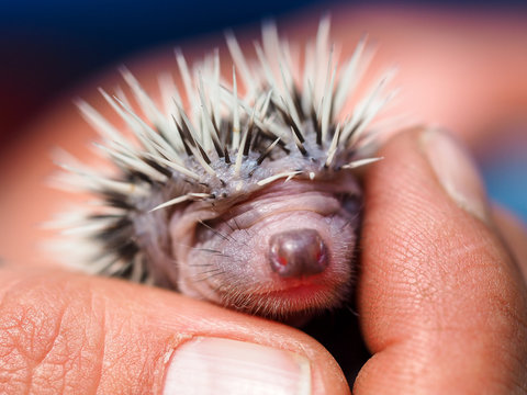 cute young hedgehog few days old