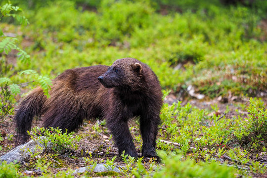 Wolverine (Gulo gulo) in finnish tajga. Border between Finland and Russia Karelia