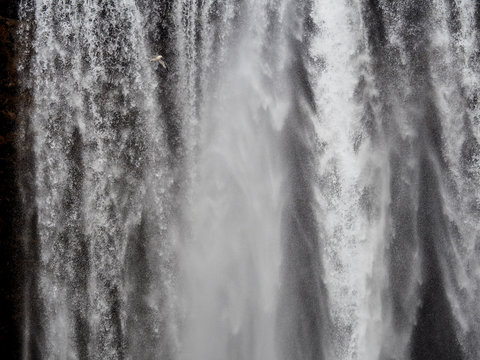 Fulmar flying past waterfalls in Iceland