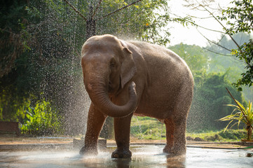 Fototapeta premium Big white elephant Asian species bathing It's fun and playful in Yangon, Myanmar.