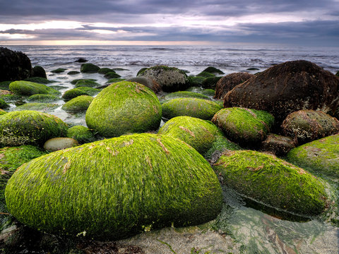 Stones covered by green seaweed on Atlantic coast.