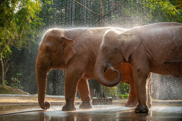 Fototapeta na wymiar Two Asian white elephants bathing in Yangon, Myanmar.