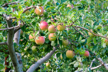 赤く実ったりんご / 北海道の果樹園