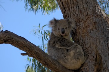 koala sitting on branch