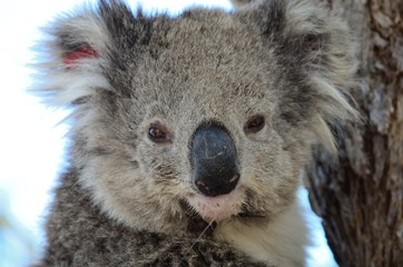 koala face
