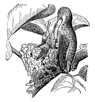 hummingbird feeding nest black and white clip art preview