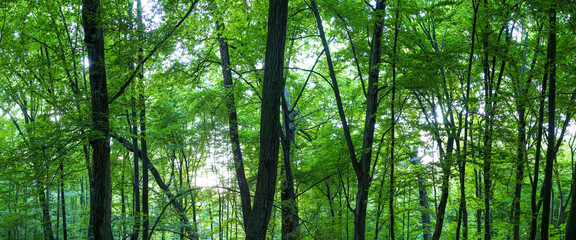 Huge forest panorama. Big picture of trees