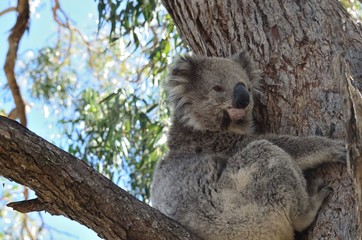koala look back