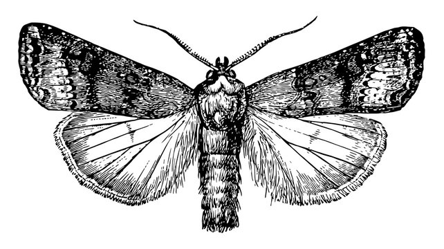 Cutworm Moth, vintage illustration.