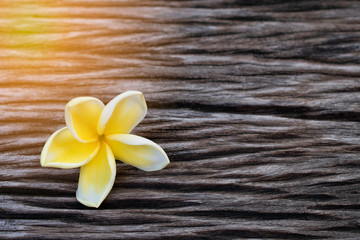 Fototapeta na wymiar white yellow frangipania plumeria on wooden floor