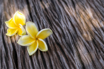 white yellow frangipania plumeria on wooden floor