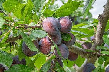 完熟プルーン / 北海道の果樹園