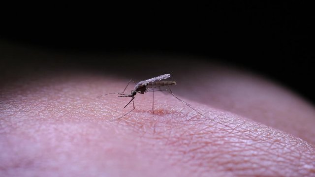 mosquito sucking blood extreme close up