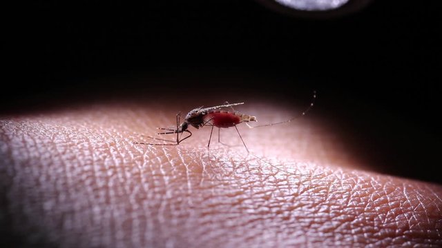 mosquito sucking blood extreme close up