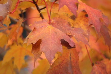 Red Orange Leaves In Tree