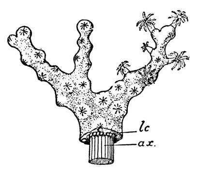 Colony of Collarium Rubrum, vintage illustration.