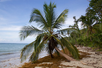 Obraz premium Traumstrand Cahuita Nationalpark 