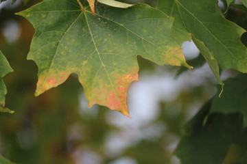 Green Orange Leaf in Tree