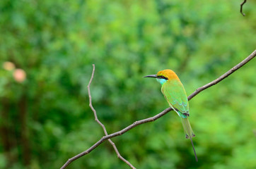 kingfisher on the branch