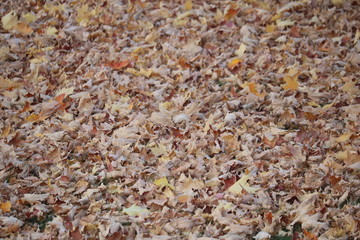 Brown Fall Ground Leaves