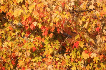 Orange Red Yellow Fall Leaves In Tree