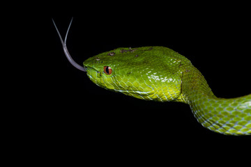 A very venomous and endemic snake Sabah Bamboo Pit Viper (Trimeresurus popeorum sabahi) is Sabah, Borneo Island