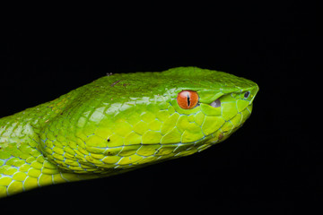 A very venomous and endemic snake Sabah Bamboo Pit Viper (Trimeresurus popeorum sabahi) is Sabah, Borneo Island