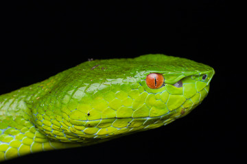 A very venomous and endemic snake Sabah Bamboo Pit Viper (Trimeresurus popeorum sabahi) is Sabah, Borneo Island