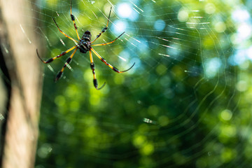 A beautiful garden spider building a web in the forest
