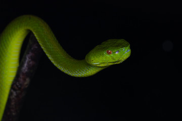 A very venomous and endemic snake Sabah Bamboo Pit Viper (Trimeresurus popeorum sabahi) is Sabah, Borneo Island