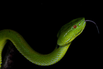 A very venomous and endemic snake Sabah Bamboo Pit Viper (Trimeresurus popeorum sabahi) is Sabah, Borneo Island