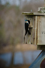 Bird At Home