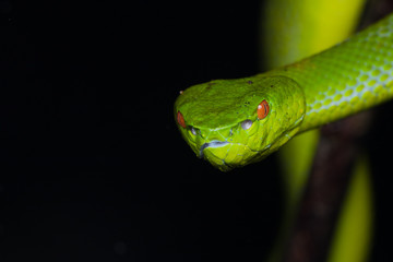 A very venomous and endemic snake Sabah Bamboo Pit Viper (Trimeresurus popeorum sabahi) is Sabah, Borneo Island