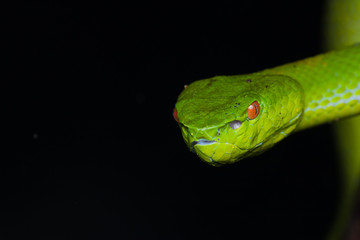 A very venomous and endemic snake Sabah Bamboo Pit Viper (Trimeresurus popeorum sabahi) is Sabah, Borneo Island