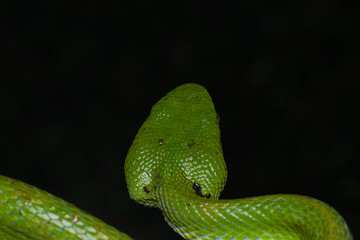 A very venomous and endemic snake Sabah Bamboo Pit Viper (Trimeresurus popeorum sabahi) is Sabah, Borneo Island