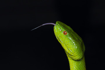 A very venomous and endemic snake Sabah Bamboo Pit Viper (Trimeresurus popeorum sabahi) is Sabah, Borneo Island