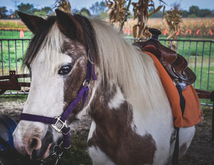 A close up of a small pony with a black and white coat wearing a saddle.