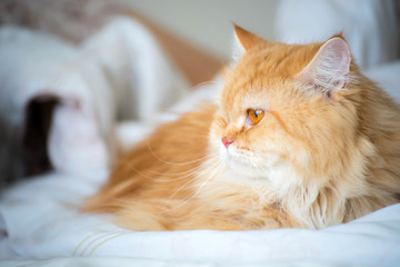 Persian cat laying on bed under white blanket