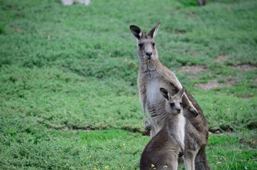 Naklejka na ściany i meble two kangaroos