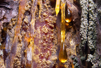 Two amber drops of resin flow down the bark of a pine tree trunk.
