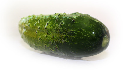 Fresh green cucumber on a white background. One cucumber closeup isolated on white background.