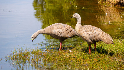 Geese in Phillip Island