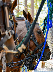 Polo tournament match and competition on polo ponies and horses