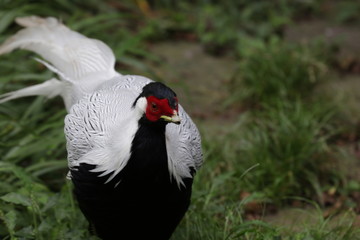 Close Up Copper Pheasant, Lady Amherst Pheasant, Silver Belly , Simple but Elegance Bird , China