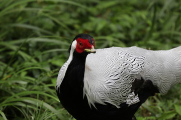 Close Up Copper Pheasant, Lady Amherst Pheasant, Silver Belly , Simple but Elegance Bird , China